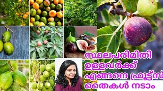 How to grow Fruits trees in Small space\/Container\/5 Notable fruit plants \/Salu koshy