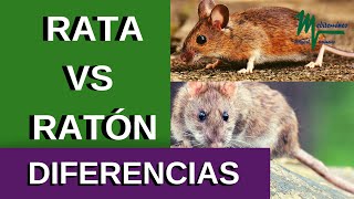 CÓMO DIFERENCIAR UNA RATA DE UN RATÓN