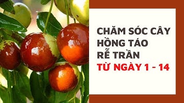HƯỚNG DẪN CHĂM SÓC CÂY HỒNG TÁO RỄ TRẦN TỪ NGÀY 1 - NGÀY 14 | PHÚ NÔNG - 0582.282.689