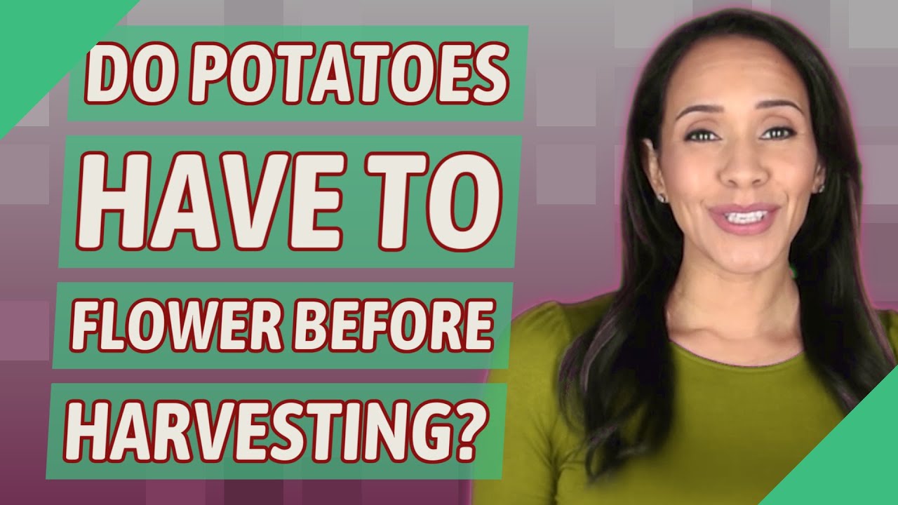 Do potatoes have to flower before harvesting? YouTube