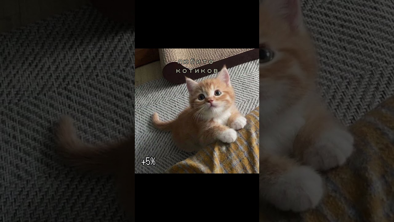 сколько процентов 