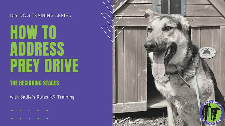 PREY DRIVE IN DOGS: The beginning stages of behavior modification in regards to chasing cats