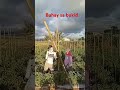 Farmers