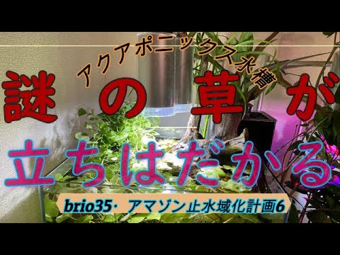 アクアポニックス水槽 アクアテラリウム風アマゾン川の止水域に向けて新たなアイテムを投入 Youtube