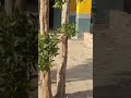 #naturalworld #reachedlovernaturalview#birdsflyingSharelike