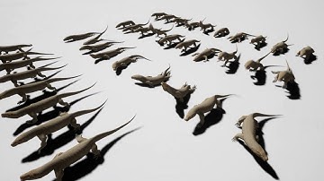 Iguana, Komododragon, Crocodile Overview