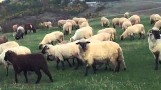 Download Lagu If sheep follow the stranger or shepherd experiement MP3 Download Lagu If sheep follow the stranger or shepherd experiement MP3