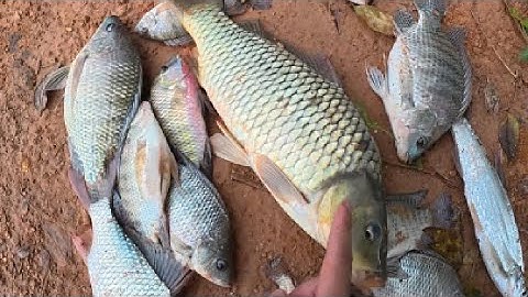 Bài Mồi Câu Cá Tự Nhiên Cực Kỳ Hiệu Quả - Câu Đài Tự Nhiên Toàn Hàng Khủng!