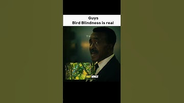 How Peacemaker Explains Bird Blindness
