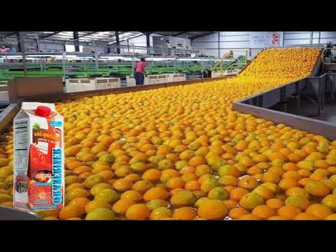 Modern Food Processing Machine - Oranges processing line Technology