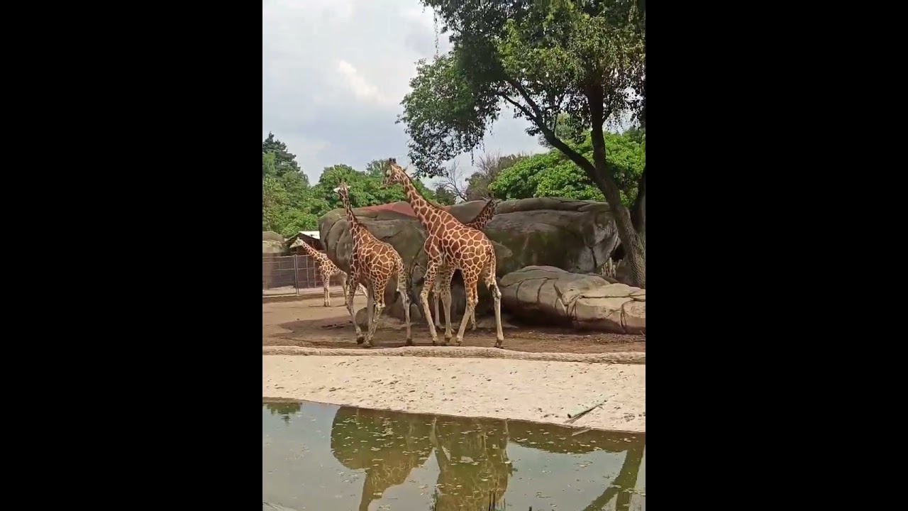 Walking through the Mexican Zoo at the capital
