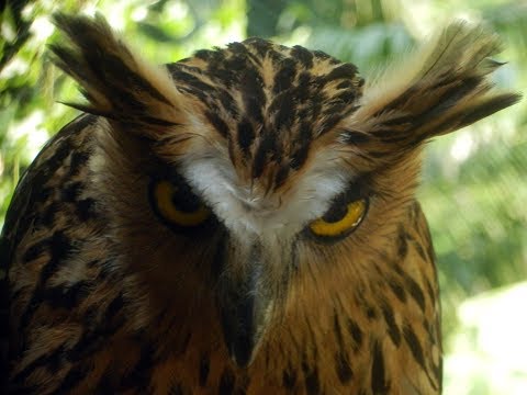 Video: Berapa besar burung hantu bertanduk besar?