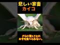 【ゆっくり解説】人間に魔改造された家畜カイコ#ゆっくり#カイコ#家畜
