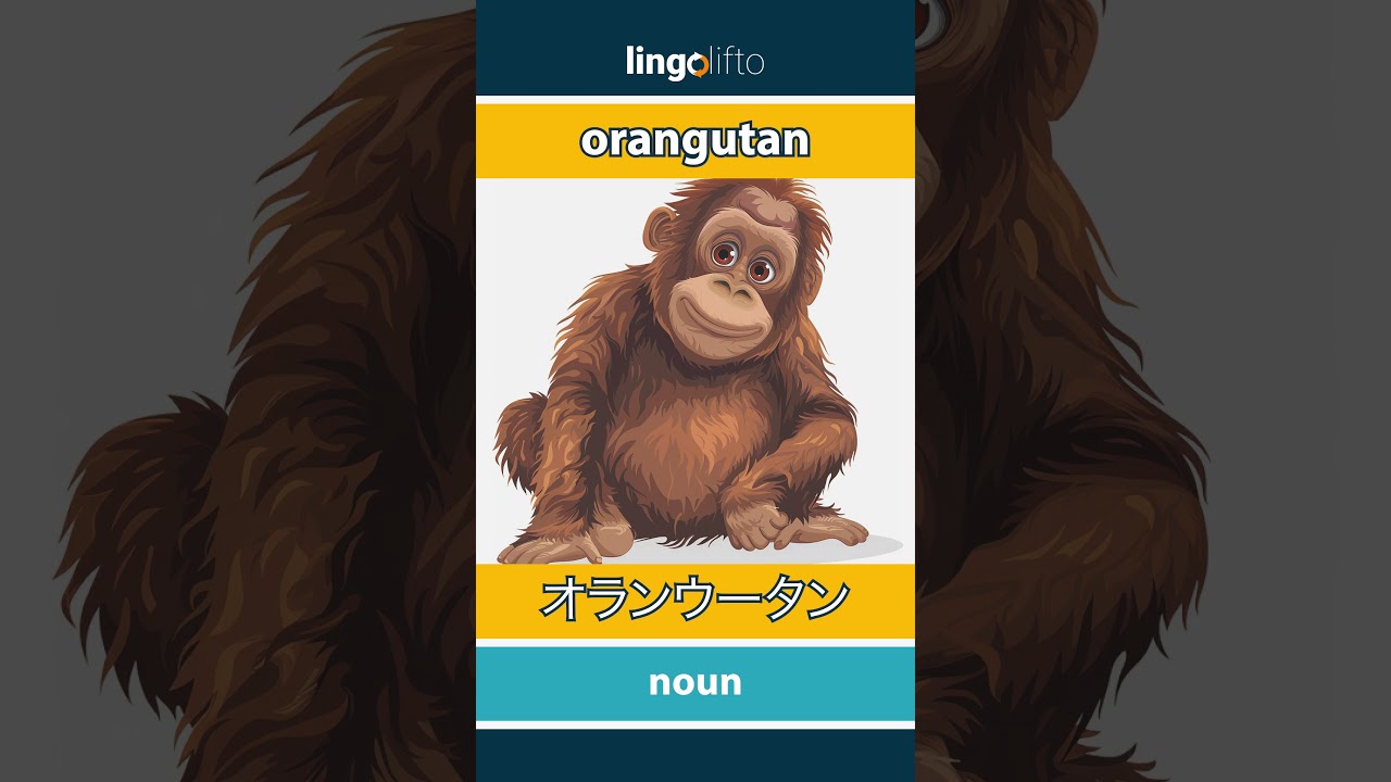 🇬🇧🇯🇵 orangutan - オランウータン : learn English : 英語を学ぼう