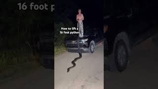 How to lift a 16 foot python that weighed 104 lbs!!