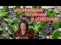 Денежное дерево Толстянка  Размножение черенками и отростками.