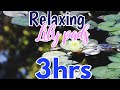 Lily Pads Floating On Pond For Relaxation 3 Hours 