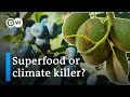 Superfoods and the environment - Avocados and blueberries from South America | DW Documentary