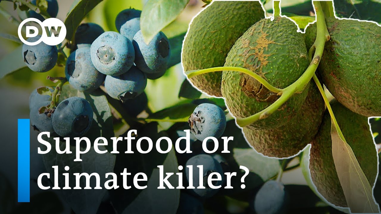 Superfoods and the Environment - Avocados and Blueberries From South America