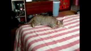 My cats reaction on youtube video