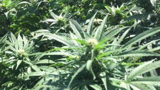 Outdoor medical garden:2016 super lemon haze garden