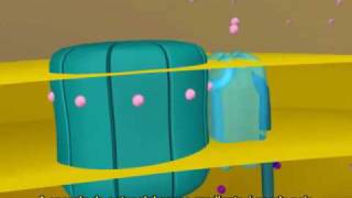 Cadeia Transportadora de Eletrons