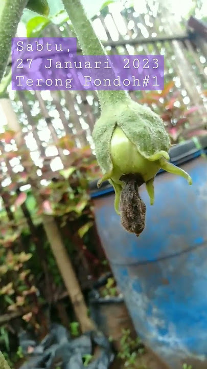 Perkembangan Tanaman Terong Pondoh Hijau