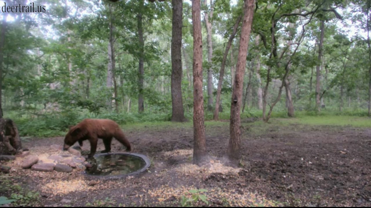 Bear Returns on 6 19 17 YouTube