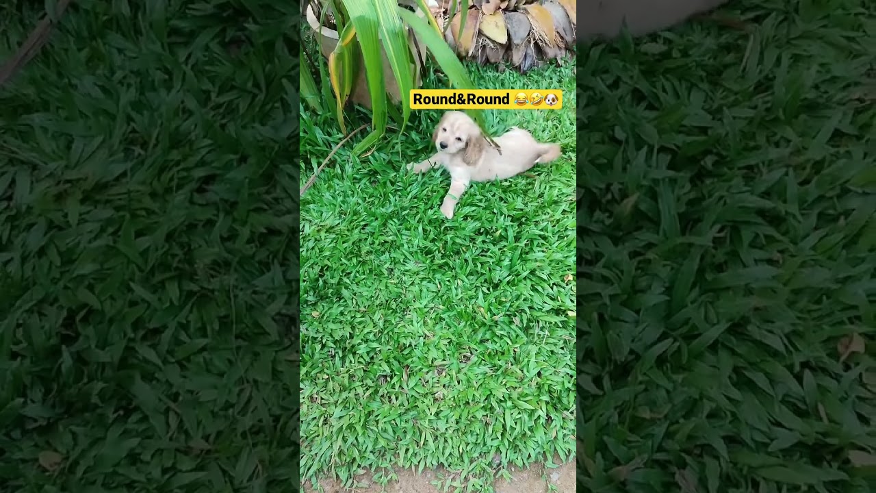 Chester Boy Play Time 🐶🐶🤗