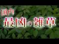 ヤブガラシが”最凶の雑草”と呼ばれる3つの理由【ゆっくり解説】