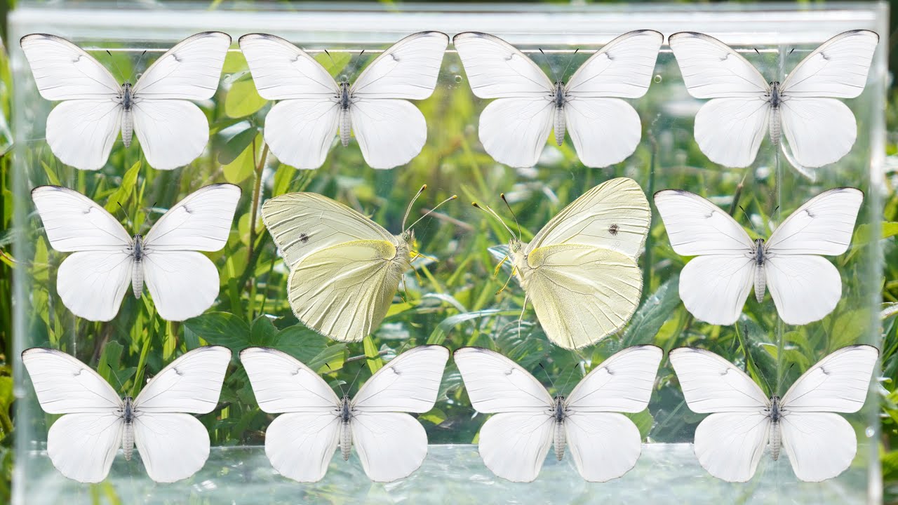 White Butterfly Hunting | Collecting Beautiful White Butterflies in Nature