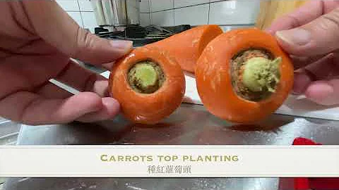 Carrot tops planting 种红萝卜头 - 天天要闻