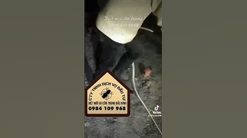 Diệt mối tận gốc ‘ diệt mối côn trùng bắc ninh’0984109968