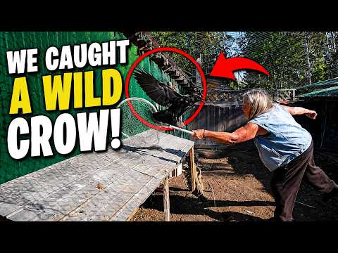 A Wild Crow Got Trapped... Tara Did Something Unexpected!
