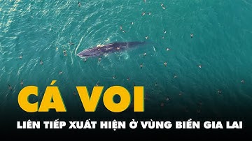 Cá voi mẹ con liên tiếp xuất hiện ở vùng biển Gia Lai, Đắk Lắk