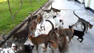 Stray cats on the island in hunger ..St John Island