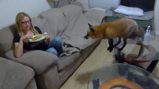 Red fox behaving around pizza