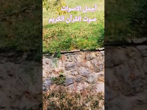 ماهر المعيقلي قرآن قران بصوت جميل المصحف تصويري المصحف راحة نفسية تصويري