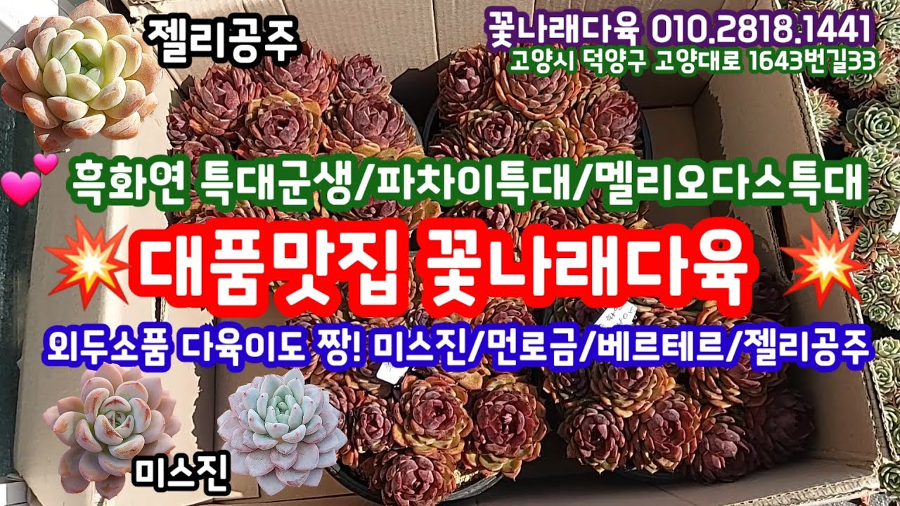 대품다육이 맛집! 외두 소품 다육이도 완전 예뻐요! 오늘 특대사이즈 다육이 많아요! 꽃나래다육 010.2818.1441 