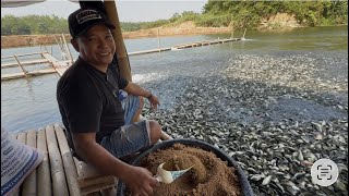 PEMUDA SUKSES BUDIDAYA IKAN MAS MENJELANG PANEN SEBANYAK 6TON