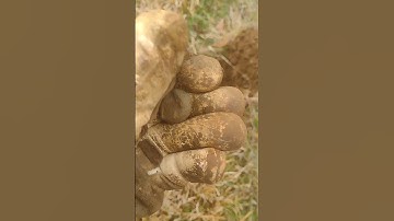 #manticore #civilwarrelics #button