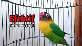 Suara Lovebird NGEKEK PANJANG EFEKTIF Memancing BUNYI, Lovebird Macet BISU PASTI Langsung NYAUT