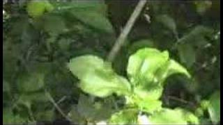 Fruit Trees Part 6