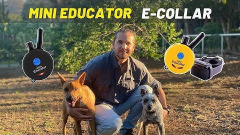 How to train my dog ​​with an e-collar | Mini Educator and best guide out there