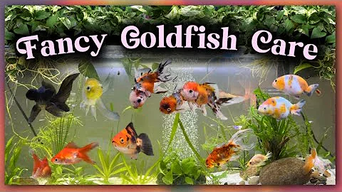 Fancy Goldfish Care 101 - How To Take Care of Orandas, Ranchus, Telescope Goldfish Guide