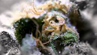 DJ Short's Blueberry Macro