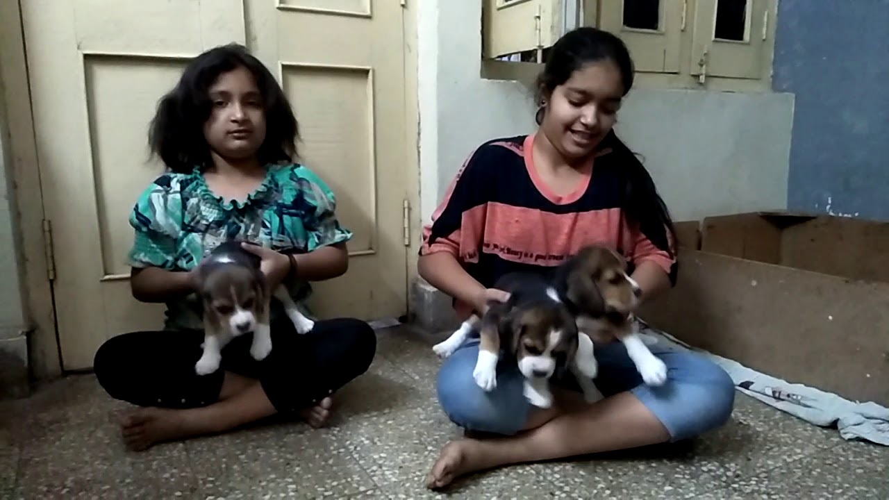 dog shop in bilaspur