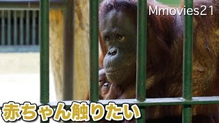 Bornean Orang-utan Baby 赤ちゃんを触って怒られたハヤト オランウータン