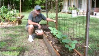 Fall Garden Update Aug 31 in Florida Zone 9