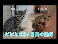 子猫のビビ　生後1ヶ月～生後3ヶ月までの成長記録（未公開映像）